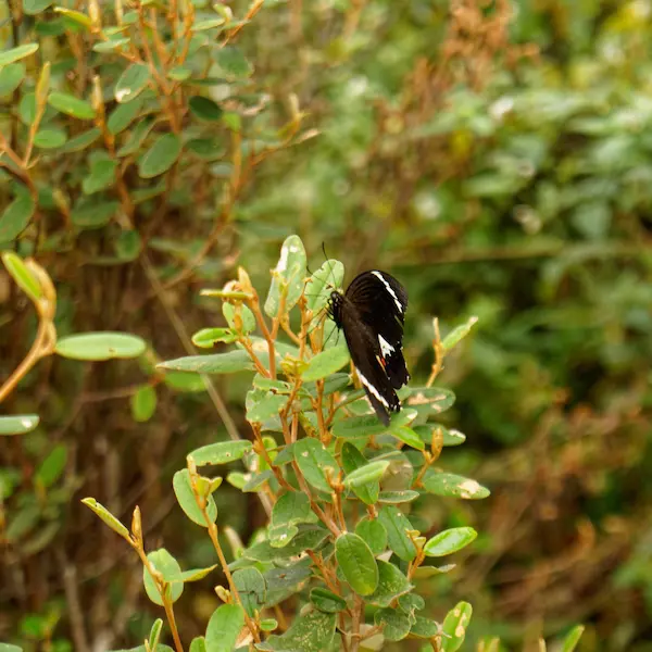 Dangar Gorge (33)